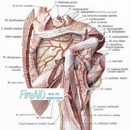 Anatomia nervului radial, n