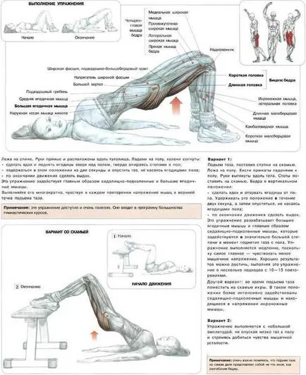 Anatomy of a farizmok, hogyan húzza meg a fenék, és rugalmas ass