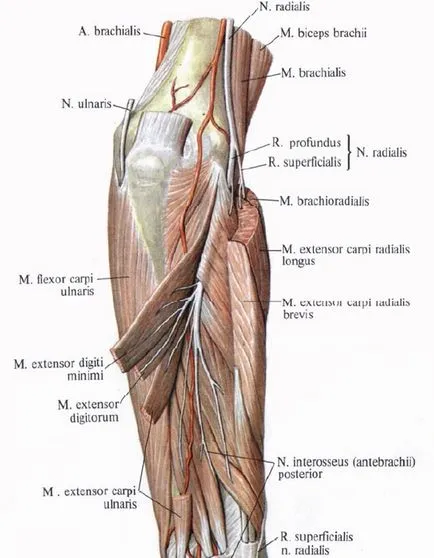 Anatomia nervului radial, n