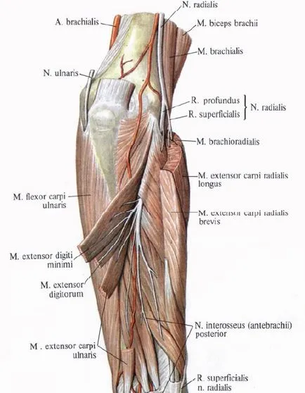 Anatómiája a radiális ideg, N
