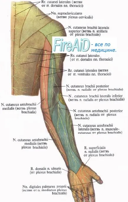 Anatomia nervului radial, n