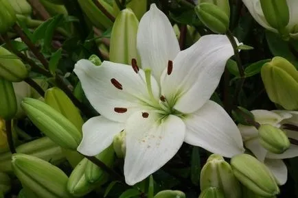 crini asiatici fotografie, soiuri, de plantare și îngrijire