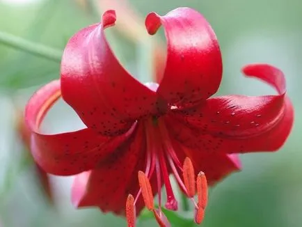 crini asiatici fotografie, soiuri, de plantare și îngrijire