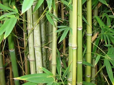 Bamboo otthon - a reprodukció, a videó a gondozás és beszállás