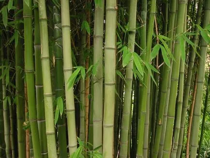 Bamboo otthon - a reprodukció, a videó a gondozás és beszállás