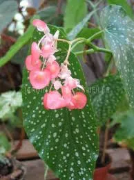 Begonia korall