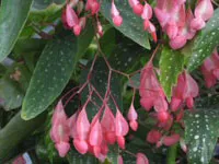 Begonia Coral - un decor frumos pentru casa, flori iubitoare de plante umbra, de selecție a plantelor