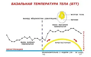 temperaturii bazale înainte de menstruație ceea ce ar trebui să fie, interpretarea, modificarea