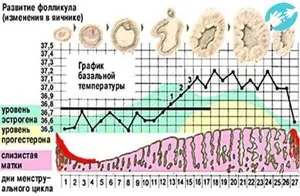 Основна температура преди менструация какво трябва да бъде, интерпретация, модификация