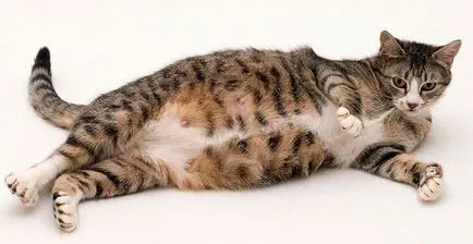 Terhesség és szülés egy macska - Portál wikipet állatok