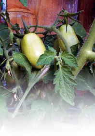 Заболявания на Solanaceae