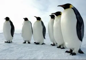 голям пингвин