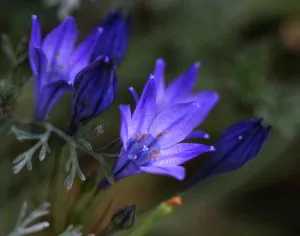 Brodieya és triteleya, kert titkai