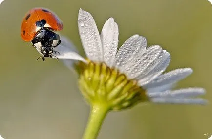 Gărgăriță, buburuze fotografie