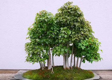 Bonsai mâini proprii