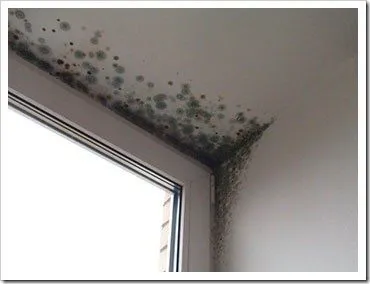 Опасността от мухъл по стените в апартамента, masterkvartira