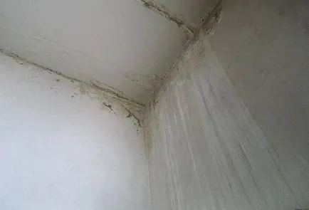 Опасният мухъл в апартамента и как да се предотврати появата