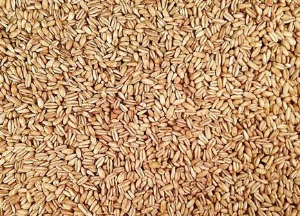 Каква е разликата просо каша от пшеница свойства и различия в, каква е разликата