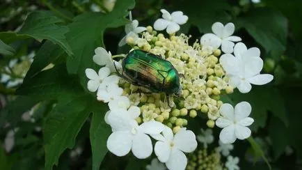 Ce se poate spune despre cei care iubesc natura