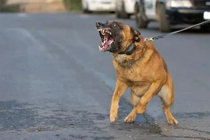 Ce să fac dacă mușcat de un câine procedură