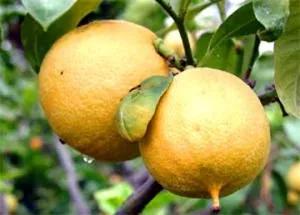 Citrus - különböző típusú, előnyei és hátrányai