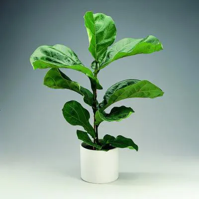 Цвете закрит Ficus грижи и поливане