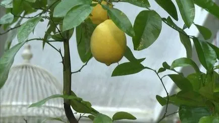 Citrusfa (citrom, lime) - ültetés és ápolási otthon, tenyésztés, fotók, hogyan