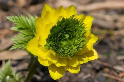 plantare de flori Adonis și de îngrijire în câmp deschis, tipurile și soiurile cu fotografii