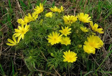 plantare de flori Adonis și de îngrijire în câmp deschis, tipurile și soiurile cu fotografii