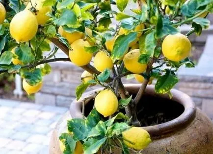 Citrusfa (citrom, lime) - ültetés és ápolási otthon, tenyésztés, fotók, hogyan