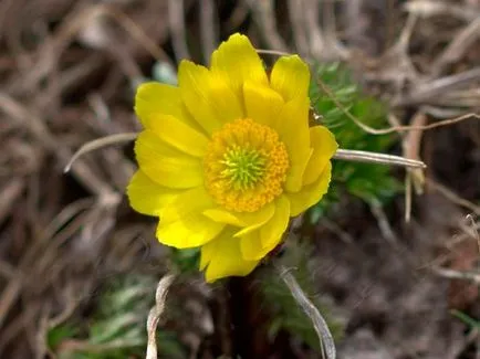 plantare de flori Adonis și de îngrijire în câmp deschis, tipurile și soiurile cu fotografii