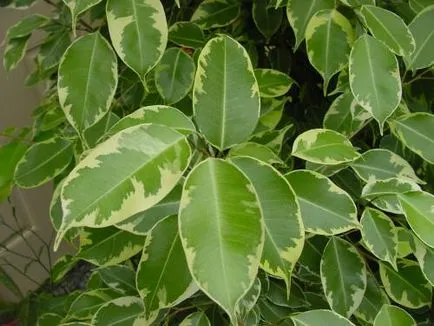 Цвете закрит Ficus грижи и поливане