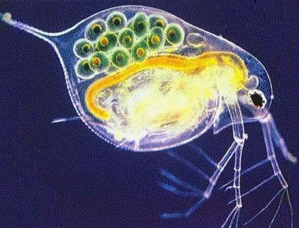 събиране и отглеждане на ракообразни хранене Daphnia риба