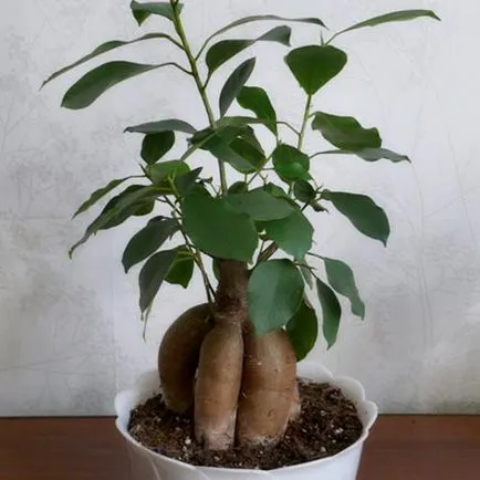 Цвете закрит Ficus грижи и поливане