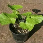 Wasabi или японски evtrema (eutrema japonicum)