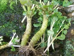 Wasabi vagy japán evtrema (eutrema japonicum)