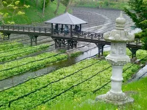 Wasabi vagy japán evtrema (eutrema japonicum)