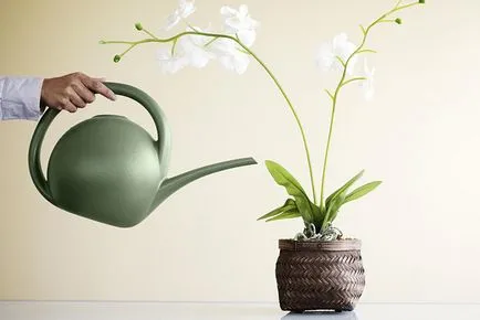 Fontos eleme az ellátás orchideák szobai körülmények