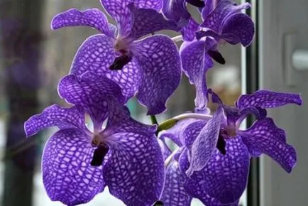 Orchideák áttekintést a legnépszerűbb képviselői orchideák