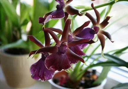 Orchideák áttekintést a legnépszerűbb képviselői orchideák