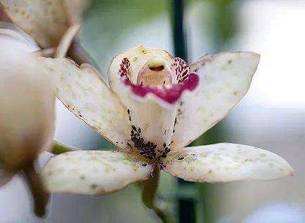 Важен елемент от грижите на условия орхидеи стайни