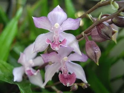 Orchideák áttekintést a legnépszerűbb képviselői orchideák