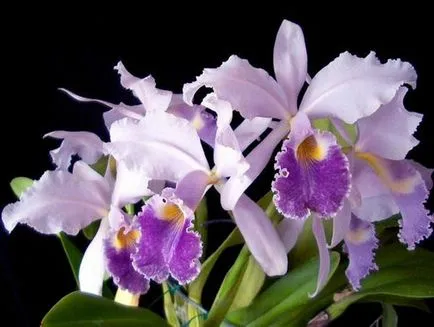 Orchideák áttekintést a legnépszerűbb képviselői orchideák