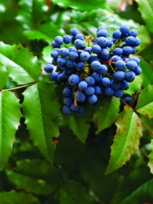 arbust ornamental Mahonia fotografie și descrierea speciilor de creștere Evergreen Mahonia