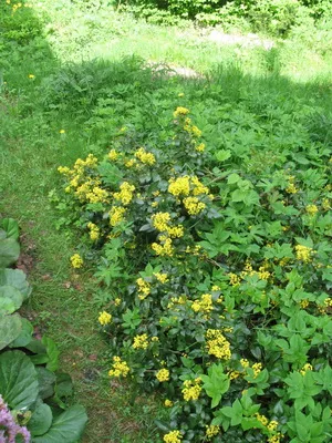 arbust ornamental Mahonia fotografie și descrierea speciilor de creștere Evergreen Mahonia