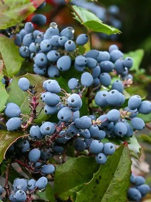 arbust ornamental Mahonia fotografie și descrierea speciilor de creștere Evergreen Mahonia