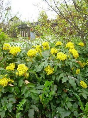 arbust ornamental Mahonia fotografie și descrierea speciilor de creștere Evergreen Mahonia