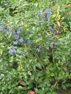 arbust ornamental Mahonia fotografie și descrierea speciilor de creștere Evergreen Mahonia