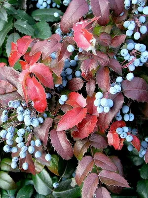 arbust ornamental Mahonia fotografie și descrierea speciilor de creștere Evergreen Mahonia