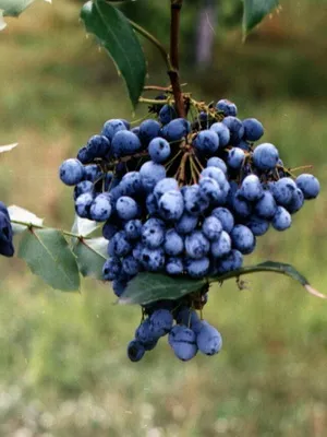 arbust ornamental Mahonia fotografie și descrierea speciilor de creștere Evergreen Mahonia